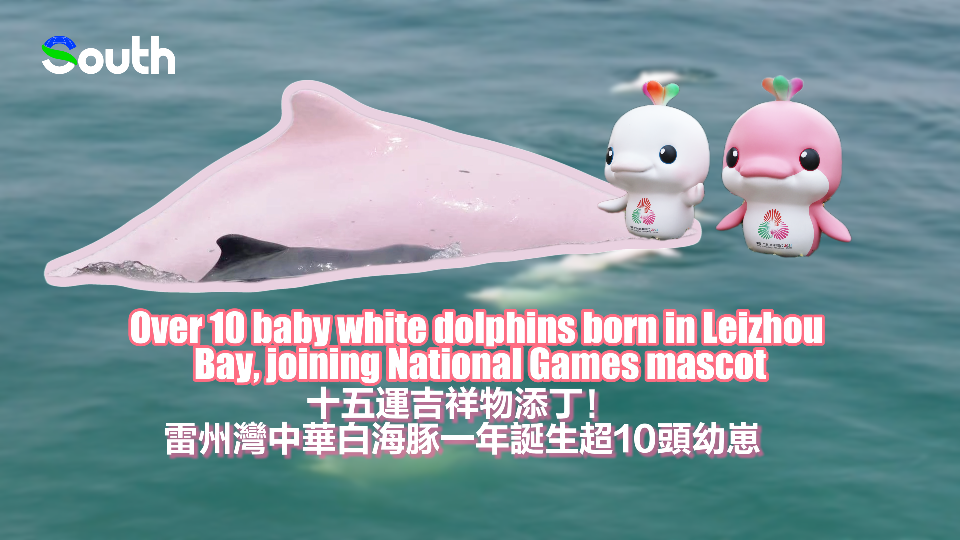 Over 10 baby white dolphins born in Leizhou Bay, joining National Games mascot