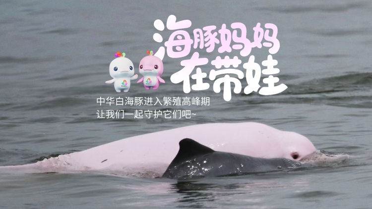 船只注意避让！雷州湾中华白海豚迎来繁育高峰期