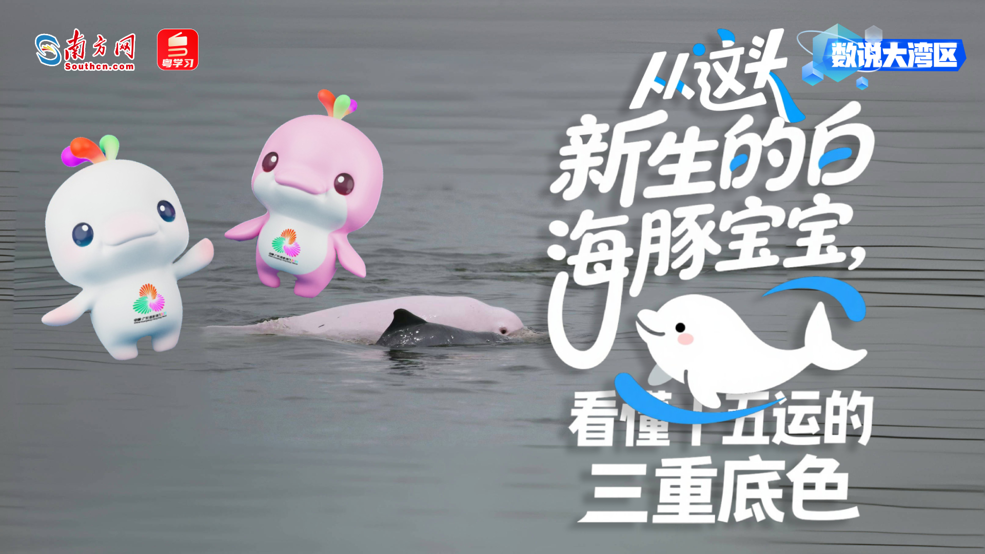 从这头新生的白海豚宝宝，看懂十五运会三重底色