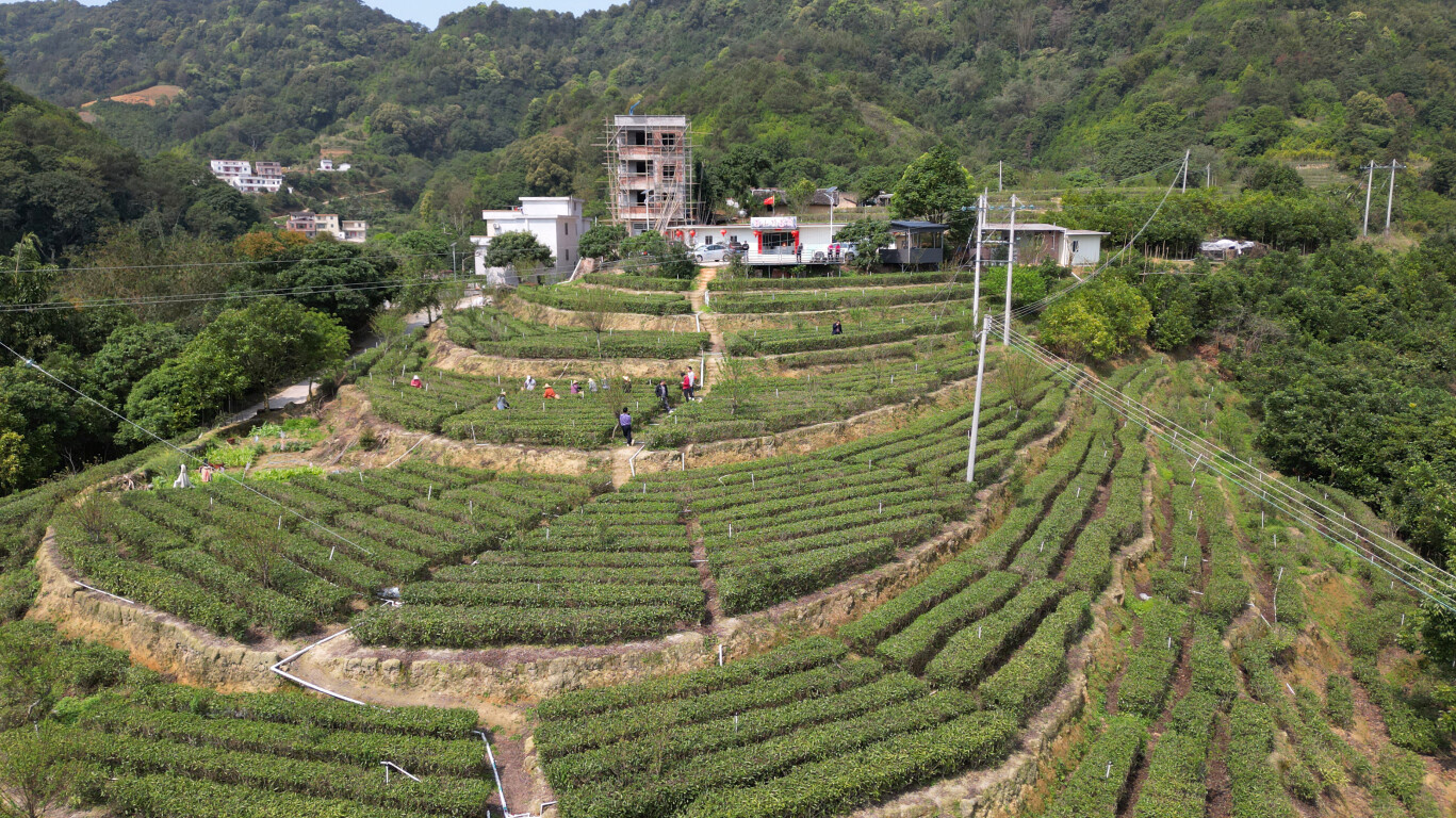 聚焦“百千万工程”丨郁南县千官镇茶山顶村做大做强茶叶产业