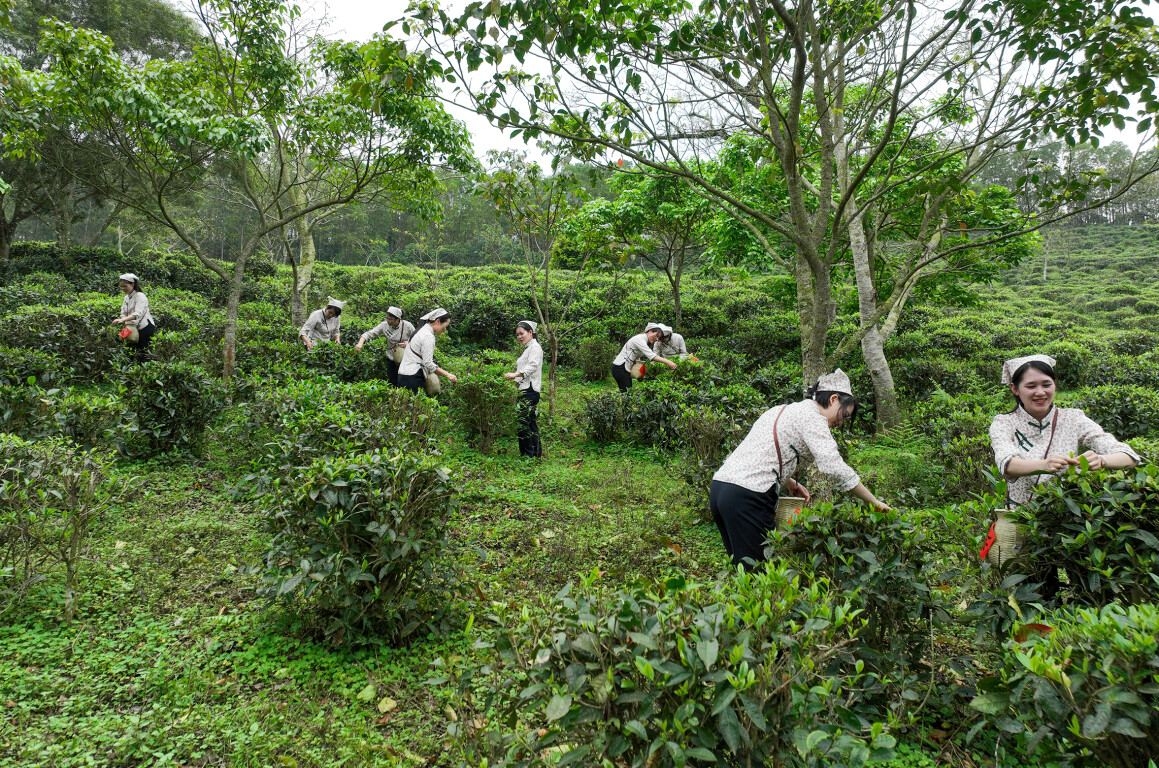 聚焦“百千万工程”丨罗定茶叶种植面积近2万亩，产量超2500吨