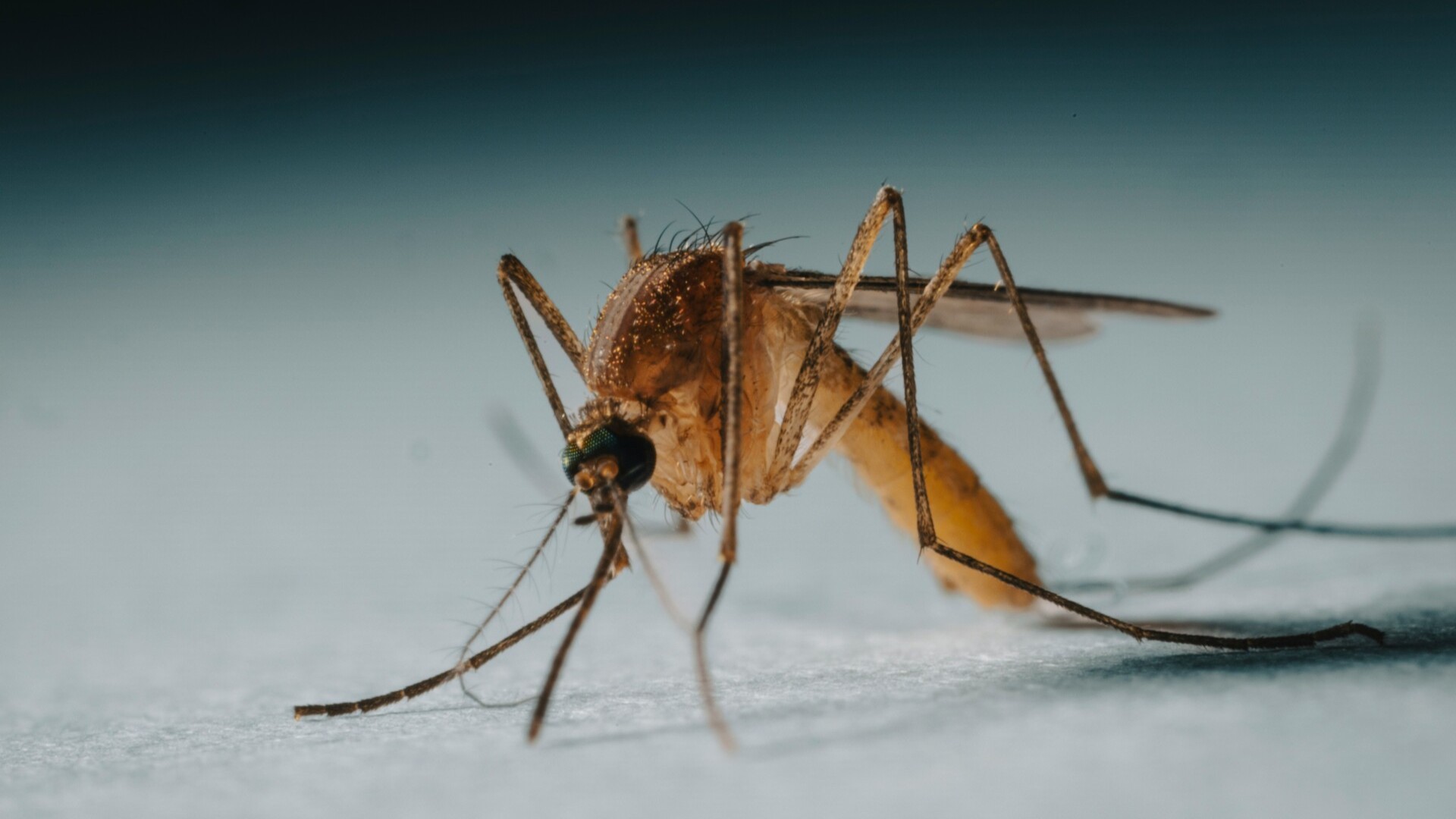 Chikungunya virus infects nearly 2,000 in Guangdong's Foshan