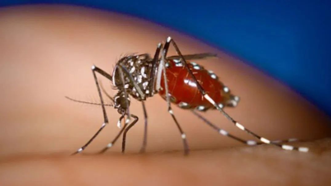 Three districts in South China’s Foshan confirm 1,199 Chikungunya cases, mobilize local residents for mosquito eradication