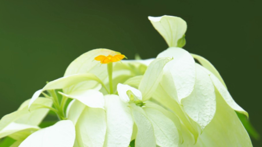 Papery calyces: blossoms that never bloom