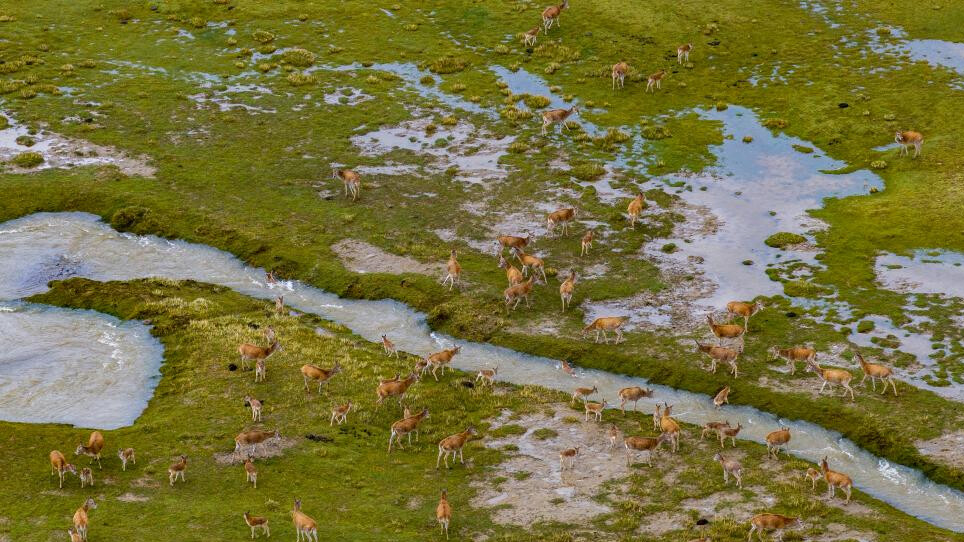 Conservation measures help Tibetan antelope migrate in SW China's Xizang