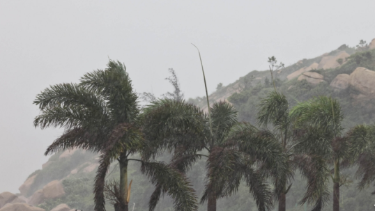 Typhoon Wipha makes landfall in south China's Guangdong