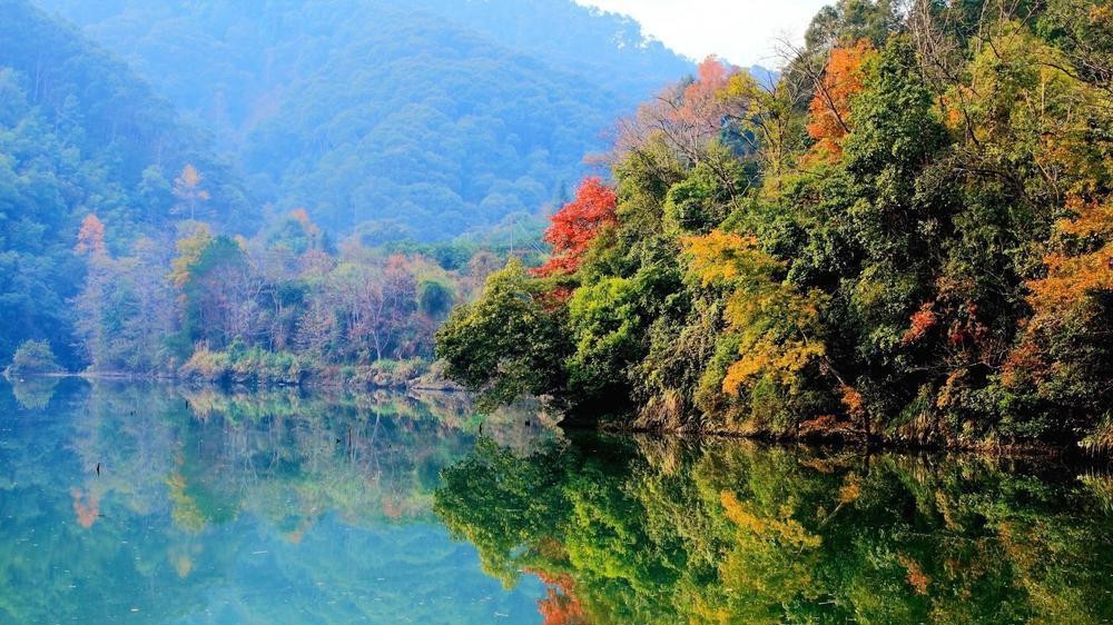 Embracing the splendor of ginkgo trees: Guangdong promotes comprehensive development of forest tourism