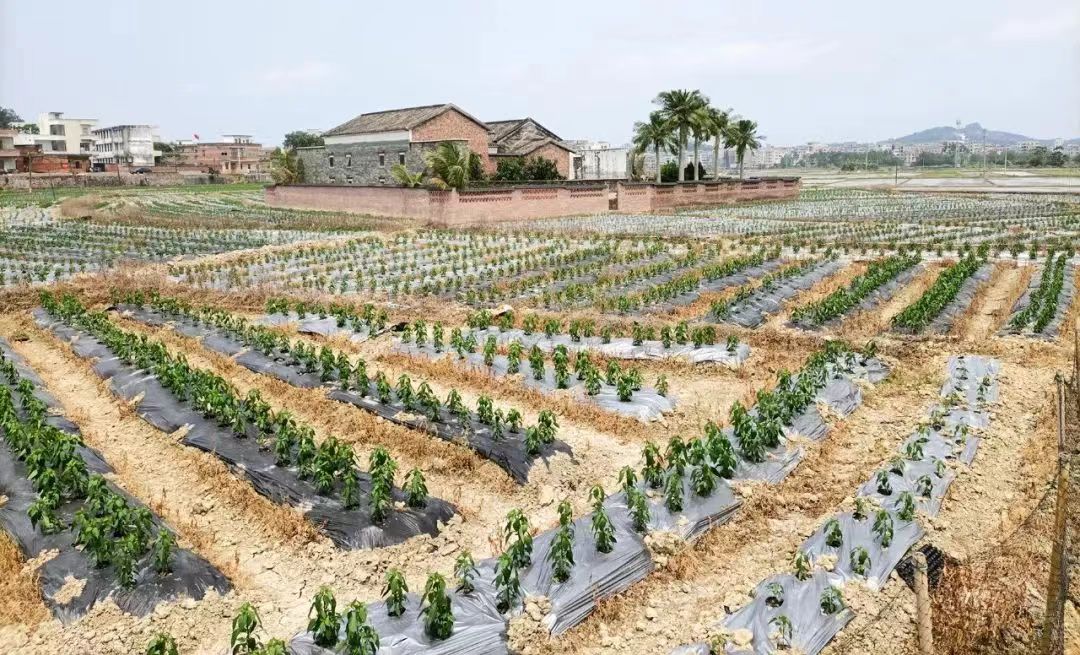 基层“良”策丨罗定市围底镇抢抓节令 播种正当时 辣椒移植忙