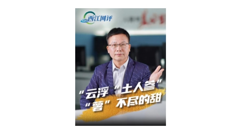 西江网评丨云浮“土人参”“薯”不尽的甜