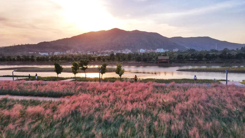 7 000 mètres carrés de Muhlenbergia capillaris Trin en pleine floraison à Nan’ao, Shenzhen