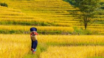 图集|岭南又“稻”丰收时 图集|岭南又“稻”丰收时
