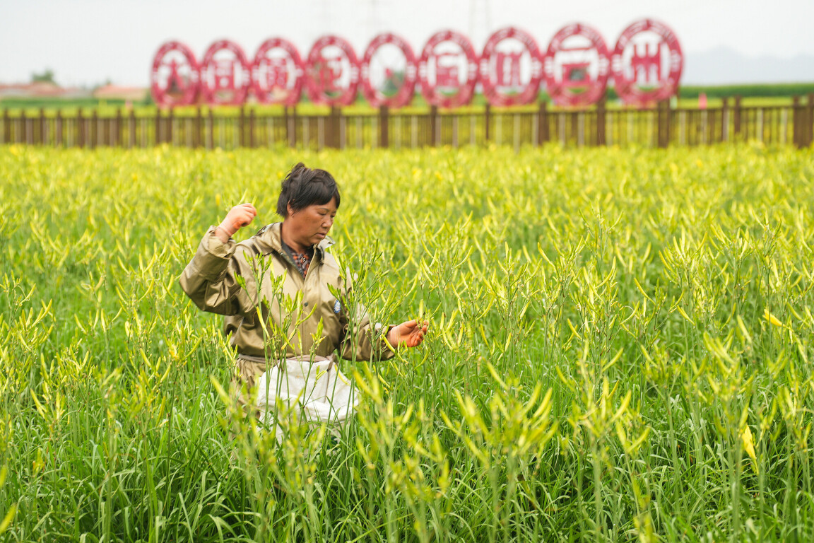 （山西大同，農(nóng)民采摘黃花）