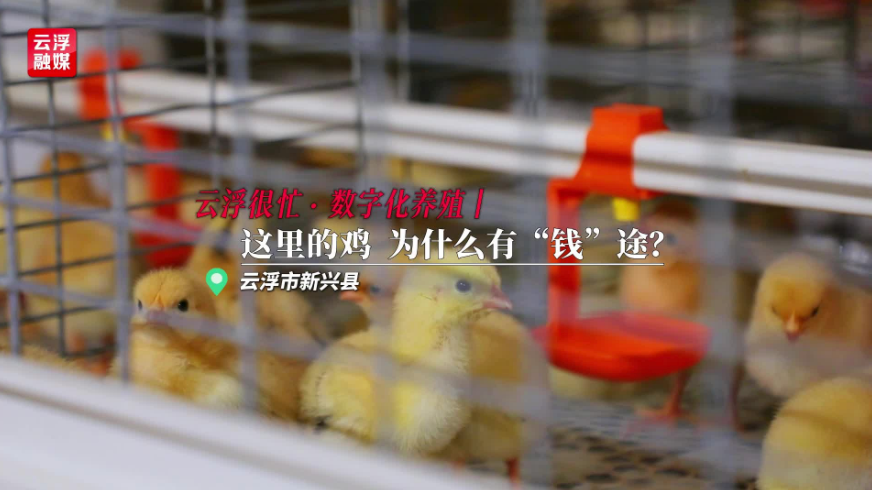 云浮很忙·数字化养殖丨这里的鸡，为什么有“钱”途？