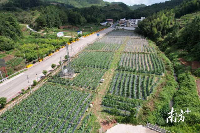 杨梅村反季节蔬菜种植基地一角。