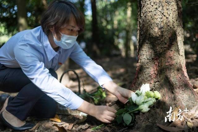 民政工作人员取出准备好的鲜花，逐朵放在葬有先人的生态树下。