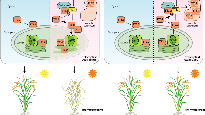 我国科学家在水稻抗高温基因研究上取得新突破
