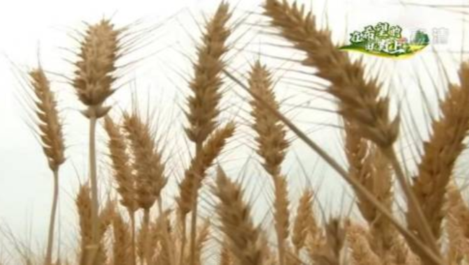 大国“粮”策 | 我国小麦总体质量好价格高，购销两旺