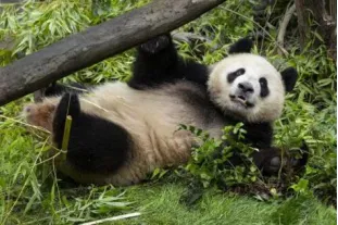 上图分别为大熊猫“云川”和“鑫宝”。态良图片来源：圣迭戈动物园