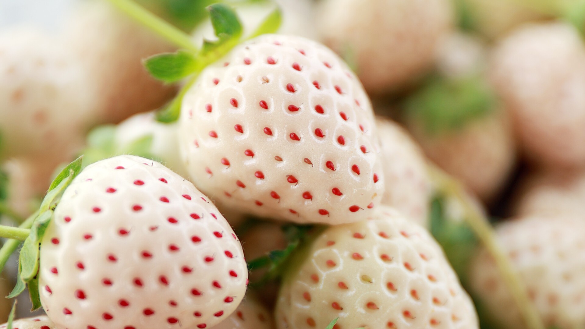 ​Fruit picking for a bite of winter sweetness in GZ's Nansha