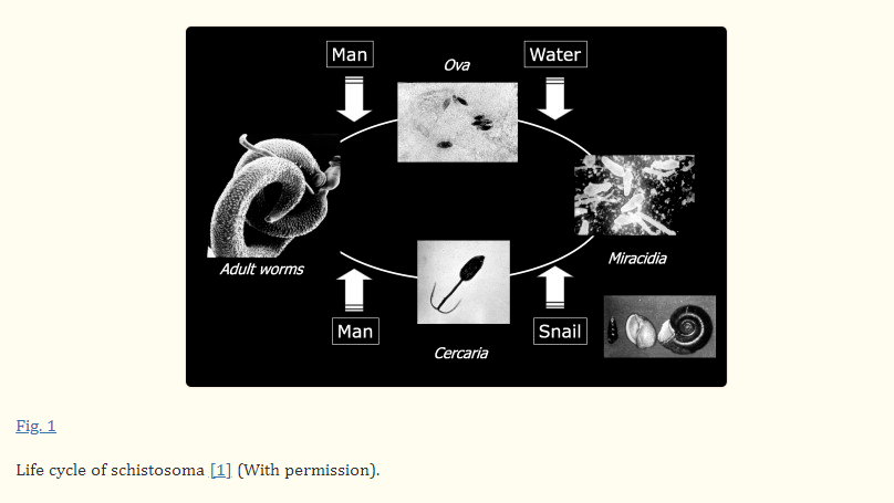 Beware of Schistosoma's 'favorite' snail Oncomelania