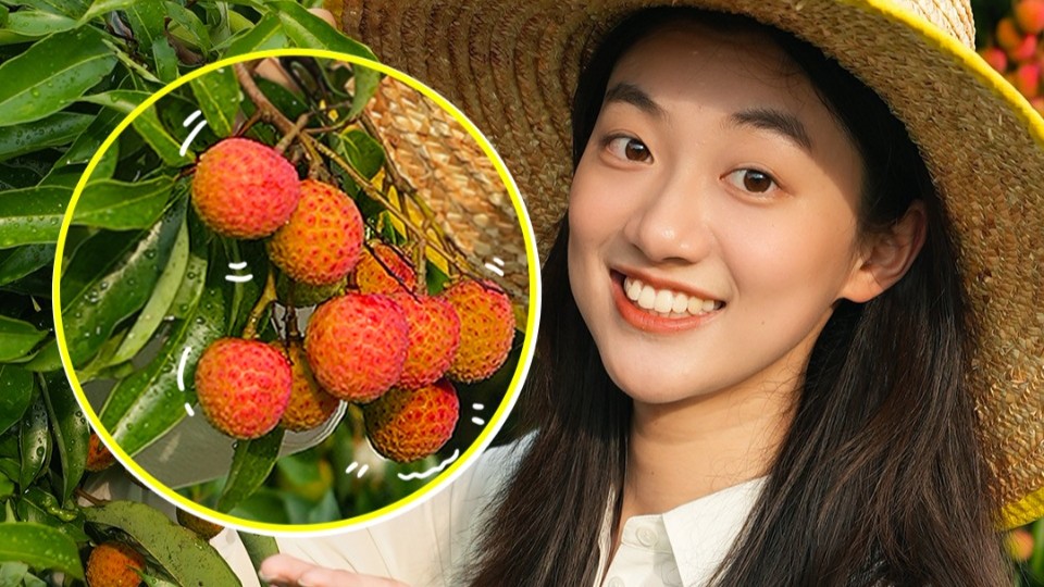 Get "best" lychees from Maoming, Guangdong