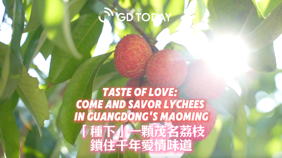 Taste of love: Come and savor Lychees in Guangdong's Maoming