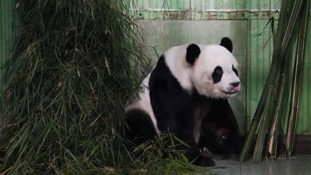 Returned giant panda pair from Malaysia seen in Ya'an, China's Sichuan