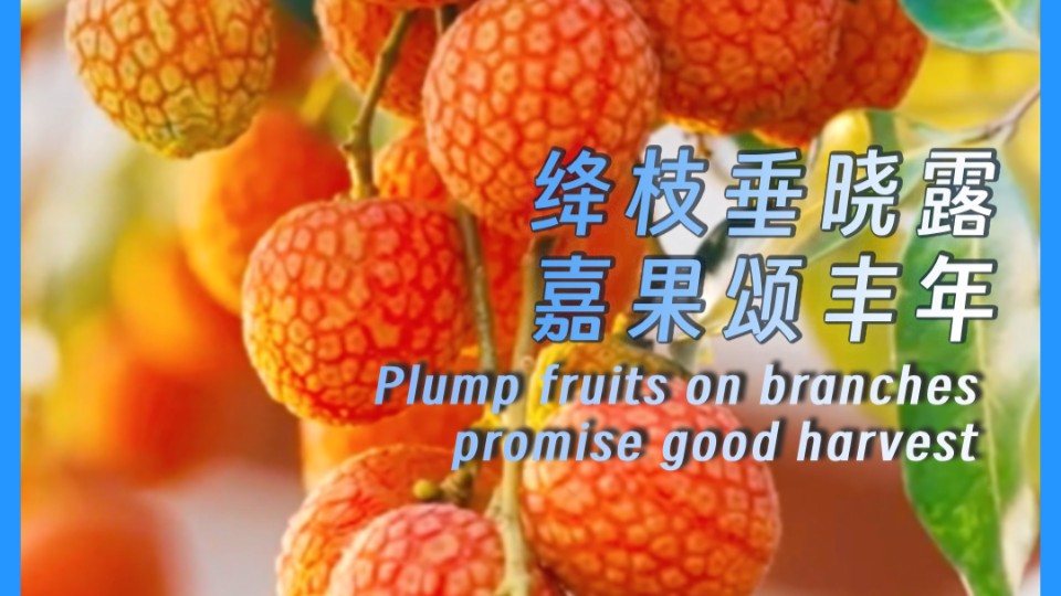 Plump fruits on branches promise good harvest