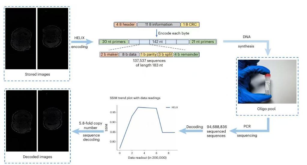 60MB生物医学图像存入DNA！我国DNA信息存储技术取得新突破