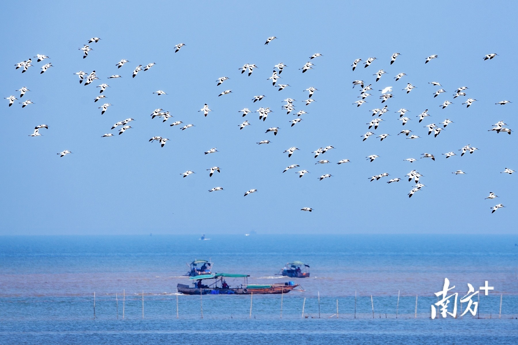 珠海淇澳担杆岛红树林自然保护区里的红嘴鸥满天飞。沙滩上的咸鱼 摄