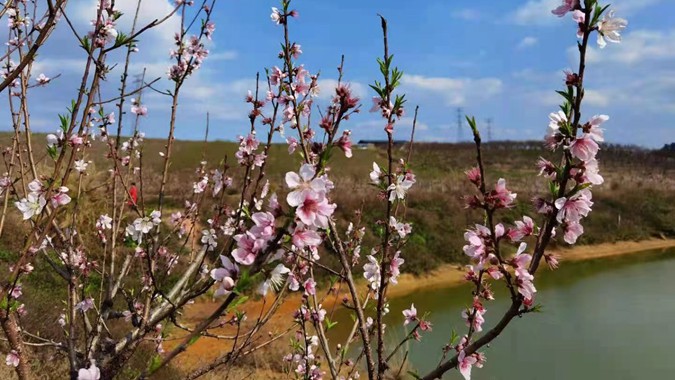 南粤赏花季开启 预热节后春游