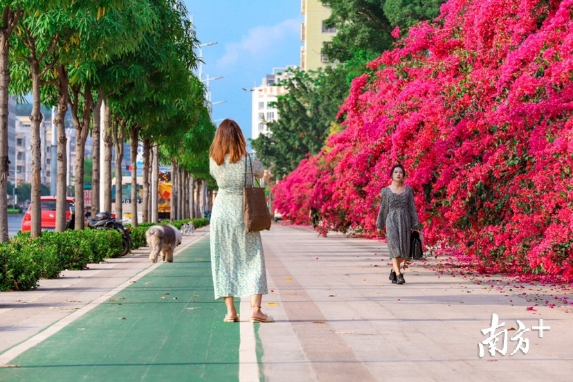 3月14日，阳江阳东县湖景路旁盛开的簕杜鹃花吸引市民前来拍摄打卡。刘正亮 摄