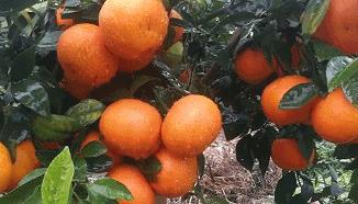 2020年第一批省级现代农业产业园建设名单公布