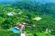 潮州饶平顶厝村:一片茶叶托起致富梦 潮州饶平顶厝村:一片茶叶托起致富梦