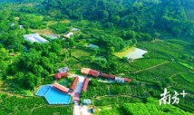 潮州饶平顶厝村:一片茶叶托起致富梦 潮州饶平顶厝村:一片茶叶托起致富梦