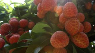 专家学者为广东荔枝产业“诊脉开方”