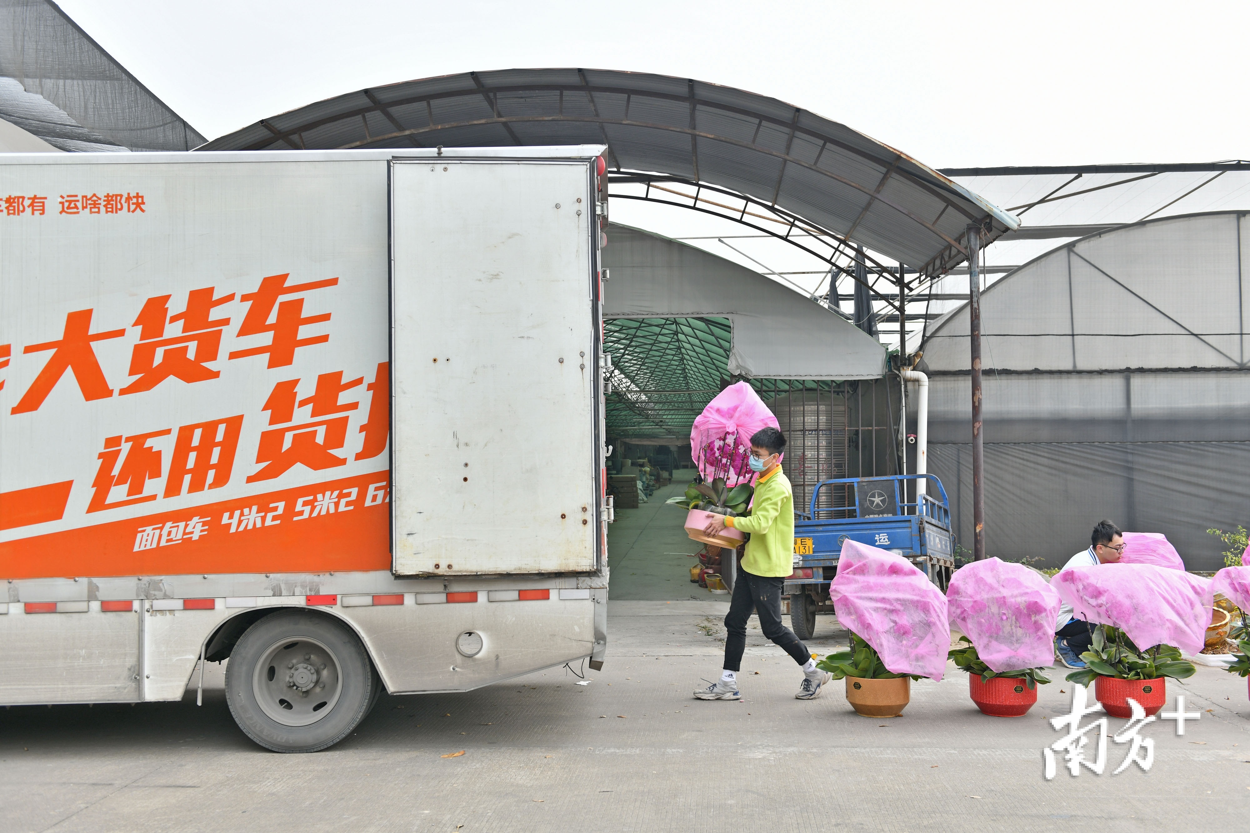 1月28日，佛山陈村，花农将装好盆的蝴蝶兰装车运向各方。