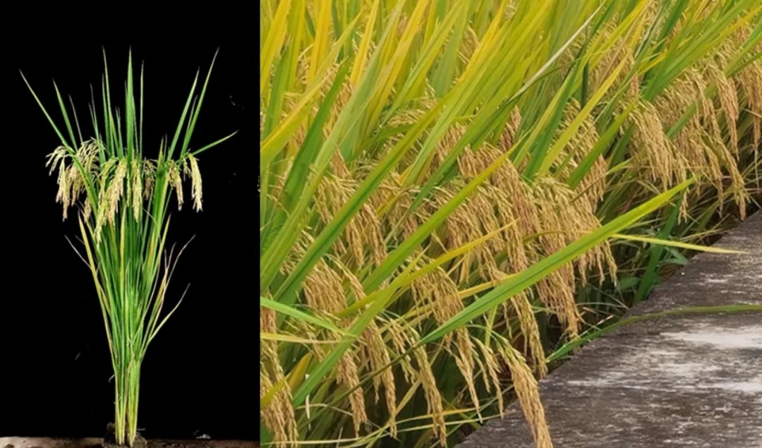 香型、多抗、优质、丝苗型水稻新品系“华航聚香丝苗”
