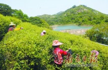 汕头南澳后花园村:茶香引归年轻人 海岛村变网红村 汕头南澳后花园村:茶香引归年轻人 海岛村变网红村