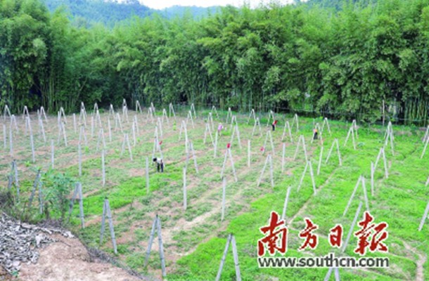 肇庆蒙坑村：“水陆空”扶贫合作社抚慰“伤心人”