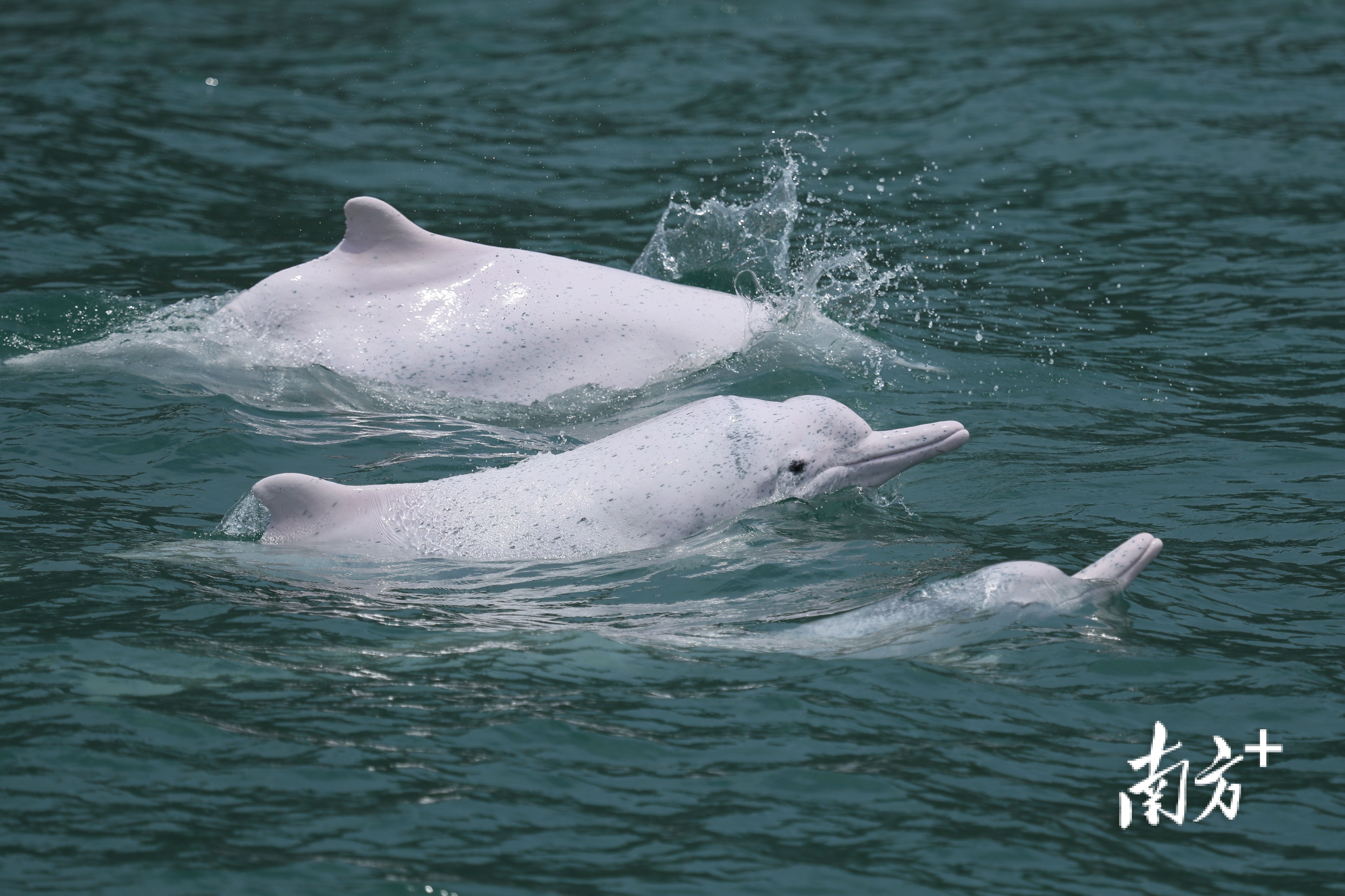 粤东地区最后13头白海豚。郑锐强 摄