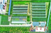 汕头澄海下北村:“头雁”引领促脱贫 产业振兴惠农户 汕头澄海下北村:“头雁”引领促脱贫 产业振兴惠农户