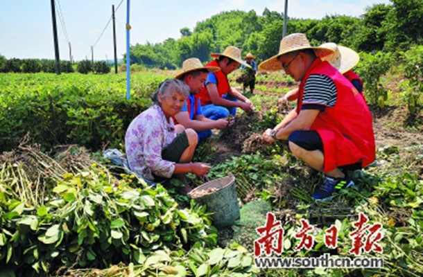 韶关仁化打造花生产业扶贫示范片 带动农户参与种植