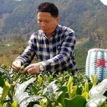 做大做强！茶叶产业带动河源紫金黄花村乡亲脱贫奔康