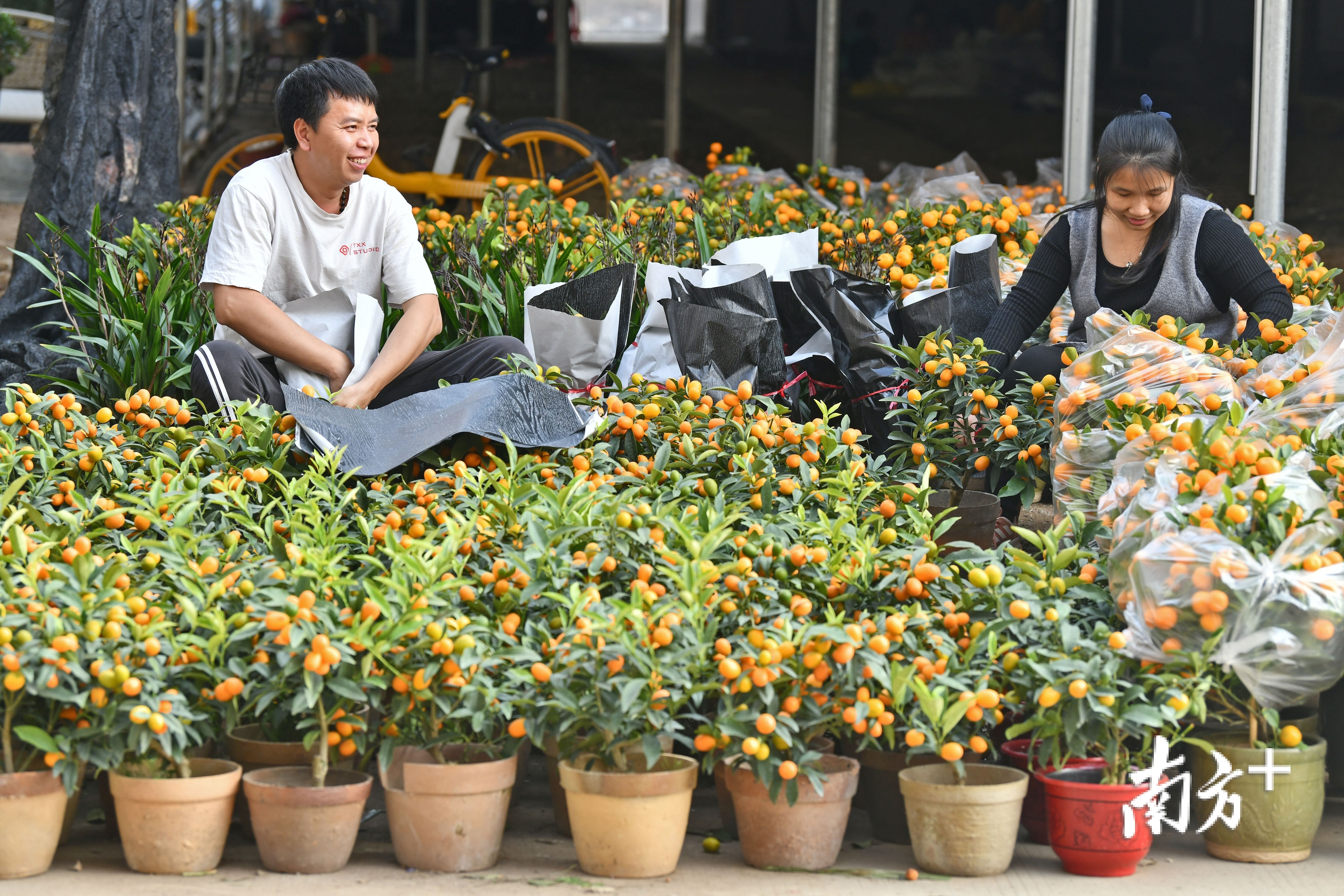 1月28日，广州西约花卉市场，吴志江把年桔从陈村运到临时摊位里销售。