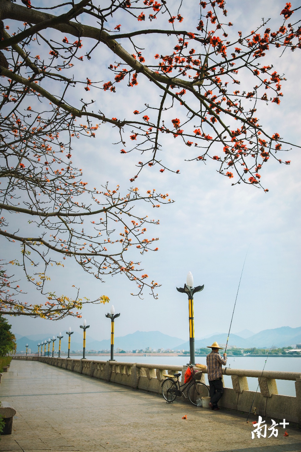 2月15日，广州云台花园花香四溢游人如织。 慢打秋千 摄