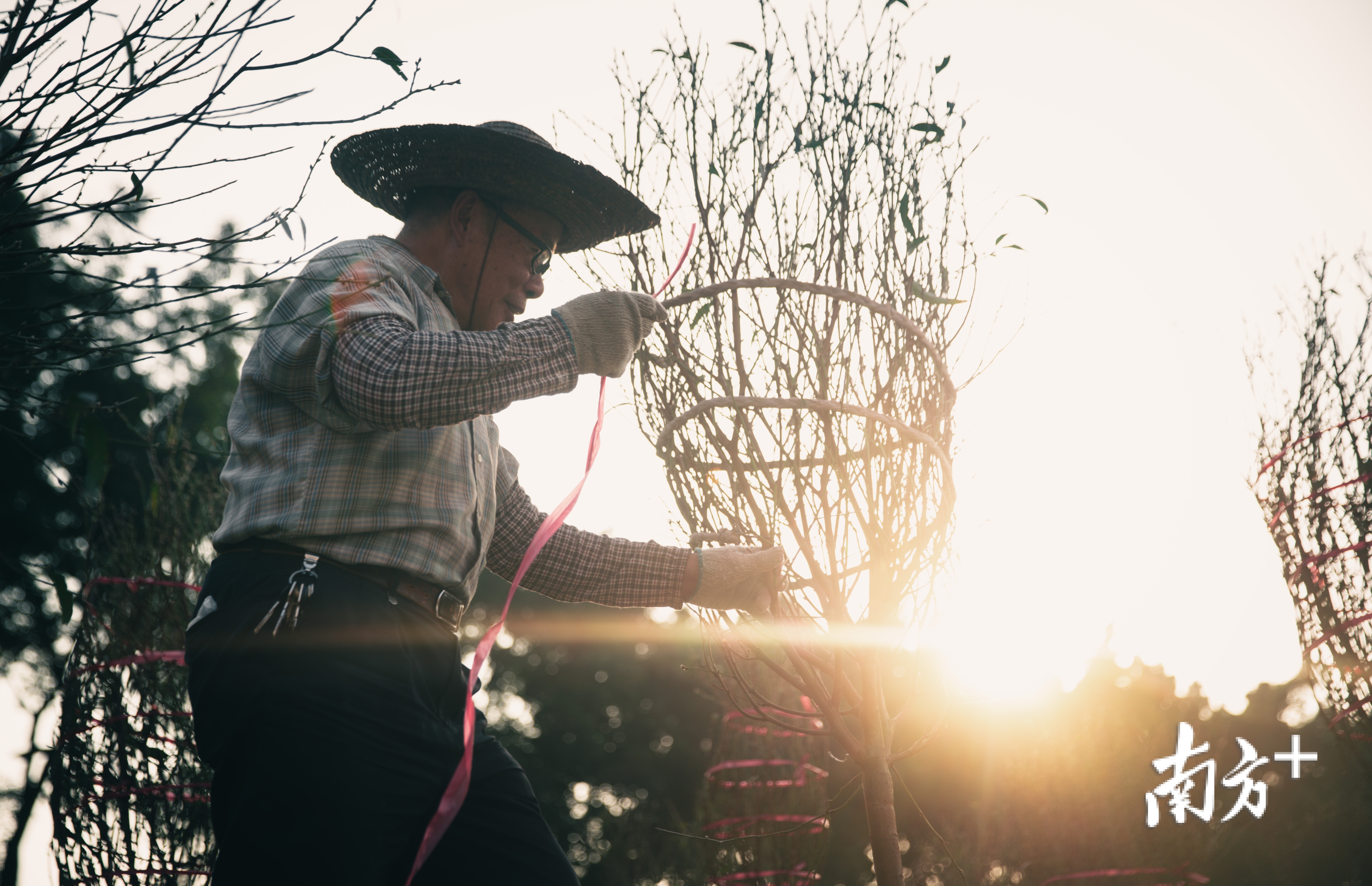 1月15日，广州荔湾，黎伯正在地里打理还未销售的桃花。一直以来，海北石东村的花农们都习惯了传统的销售模式，疫情的管控让大家措手不及。