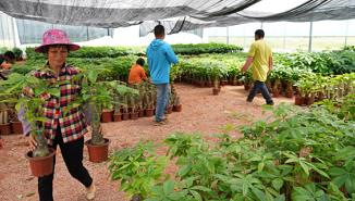 种发财树，走发财路！揭秘云浮发财树的“财富密码