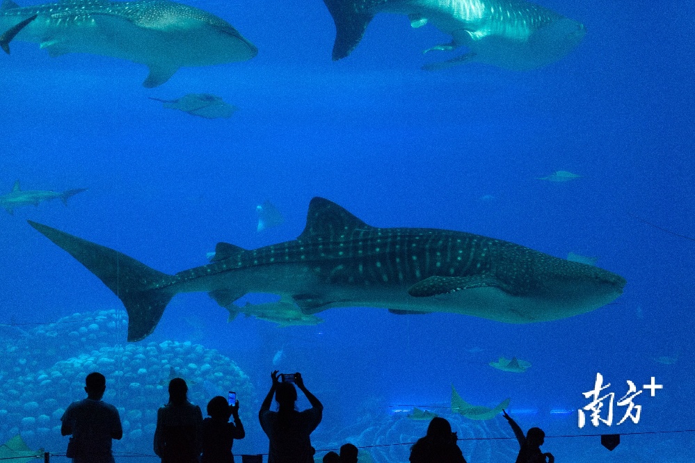 4月6日，珠海长隆海洋王国，游客驻足观赏鲨鱼。 鬼鬼 摄