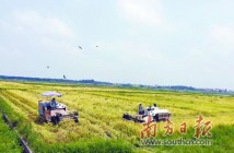 湛江吴川樟铺镇下村实现“种养循环” 蹚出生态脱贫新路 湛江吴川樟铺镇下村实现“种养循环” 蹚出生态脱贫新路
